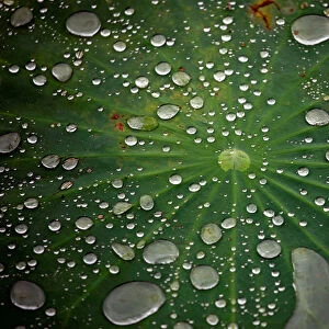Water drops are pictured on the leaf of a lotus after the rain in Lalitpur