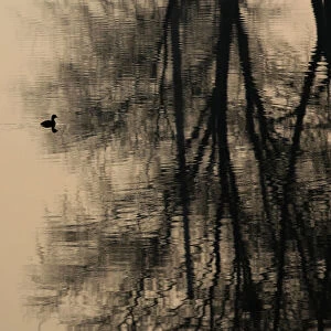 A waterbird swims in a canal bearing the reflection of trees in Beijing