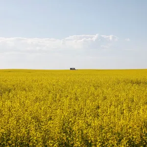 Western Canadian canola fields are seen in full bloom before they will be harvested