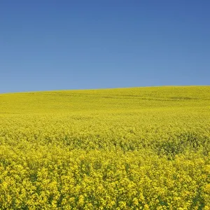 Western Canadian canola fields are seen in full bloom before they will be harvested