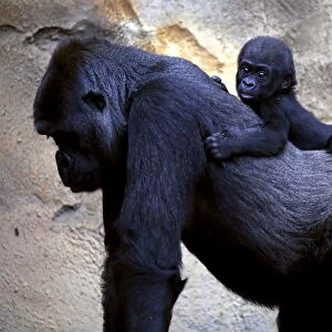 A Western Lowland Gorilla baby named Mjukuu, that was born in October last year