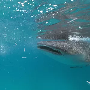 A whale shark approaches a feeder boat off the beach of Tan-awan