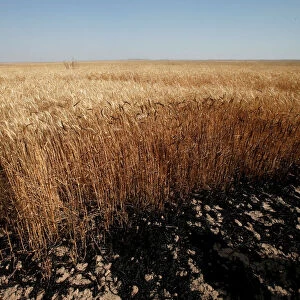 Iraq Collection: Wheat