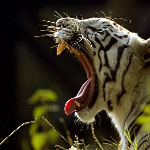 White tiger yawns in New Delhi zoo