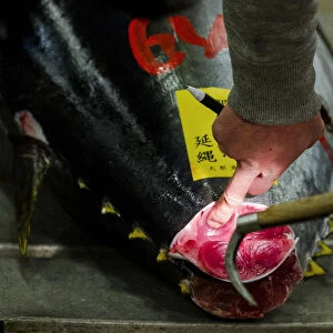 A wholesaler checks quality of a fresh tuna displayed at the Tsukiji fish market before