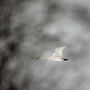 Whooper swans fly over forest in Republican landscape reserve Naliboksky near the