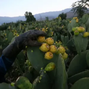 The Wider Image: Chiles tiny Til Til faces big trash problem The Wider Image: Chiles tiny Til Til faces big trash problem