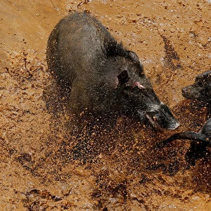 Indonesia Collection: Dogfighting