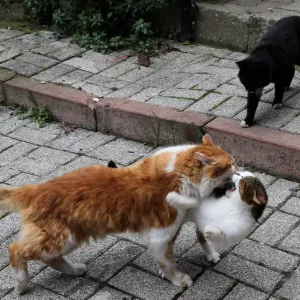 The Wider Image: Istanbul: city of cats The Wider Image: Istanbul: city of cats