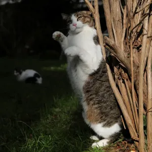 The Wider Image: Istanbul: city of cats The Wider Image: Istanbul: city of cats