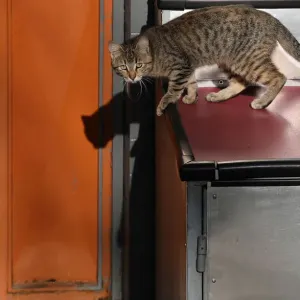 The Wider Image: Istanbul: city of cats The Wider Image: Istanbul: city of cats