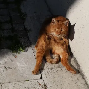 The Wider Image: Istanbul: city of cats The Wider Image: Istanbul: city of cats