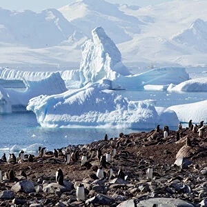 The Wider Image: Journey to Antarctica: seals, penguins and glacial beauty