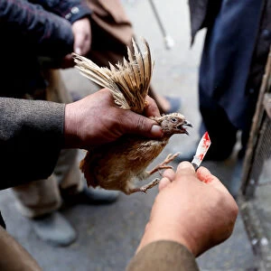 The Wider Image: Wings of joy: Kabuls bird market