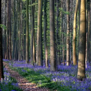 Wild bluebells cover the forest floor in the Hallerbos near Halle