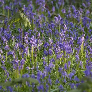 Wild bluebells cover the forest floor in the Hallerbos near Halle