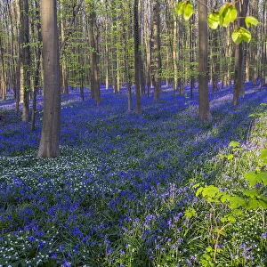Wild Bluebells form a carpet in the Hallerbos, also known as The Blue Forest near Halle