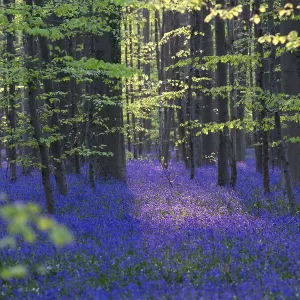 Wild Bluebells form a carpet in the Hallerbos also known as The Blue Forest near