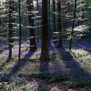 Belgium Collection: Forest
