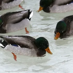 Wild ducks swim in icy waters of the Yenisei River outside Krasnoyarsk Wild ducks swim in icy waters of the Yenisei River outside Krasnoyarsk