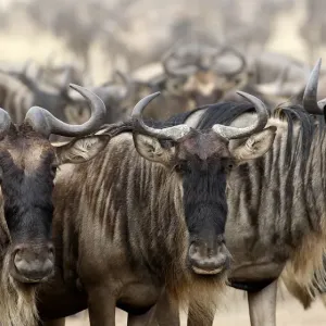 Wildebeests prepare to cross the Mara river during a migration in the Masaai Mara