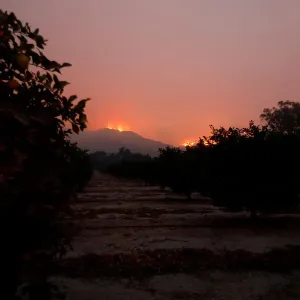 Wildfires