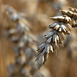 Winter wheat is pictured at field in Koesching near Ingolstadt