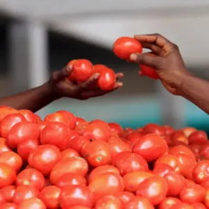A woman buys tomatoes at Gouro market in Abidjan A woman buys tomatoes at Gouro market in Abidjan