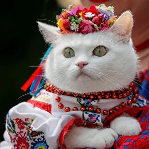A woman dressed in a traditional Ukrainian embroidered shirt holds her cat as she take