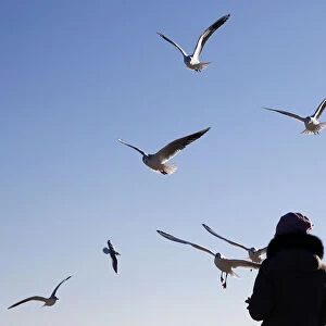 A woman feeds birds on Langeron Beach in Odessa
