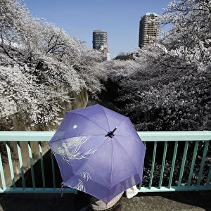 A woman holding a parasol looks at cherry blossoms in full bloom in Tokyo