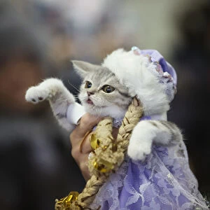 A woman holds a dressed cat during the exhibition Autumn-2014 in Minsk