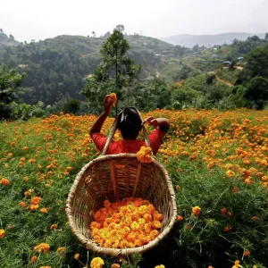 Prints of : Daily Life