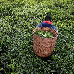 A woman picks tea leaves at a plantation in Kiambu County, near Nairobi
