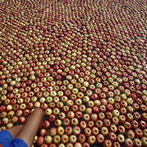 A woman steps into a swimming pool with some 20, 000 apples in it during a photo session