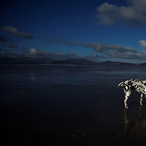 A woman walks her Dalmatian dog along the beach near the County Kerry village of