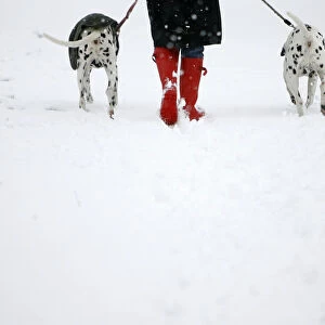 A woman walks her Dalmatians through a snow-covered Richmond Park
