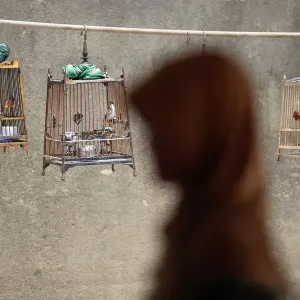 A woman walks past birdcages after she crossed the border from Malaysia into Thailand in A woman walks past birdcages after she crossed the border from Malaysia into Thailand in