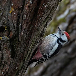 Beautiful Woodpecker
