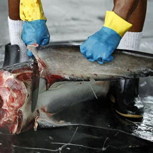A worker cuts off a sharks fin at a private dock in Puntarenas