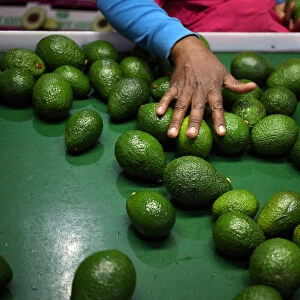 A worker sorts avocados at a farm factory in Nelspruit in Mpumalanga province