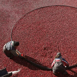 Workers harvest organic cranberries at Canneberges Quebec farm in St-Louis-de-Blandford