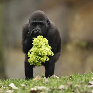 One year-old gorilla Uzuri eats a salad at the zoo of Duisburg