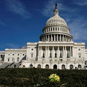 A yellow carnation flower laid by activists rests on the West lawn of the U. S