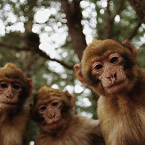 Young Barbary Macaques sit in the Cedras Forest in Middle Atlas