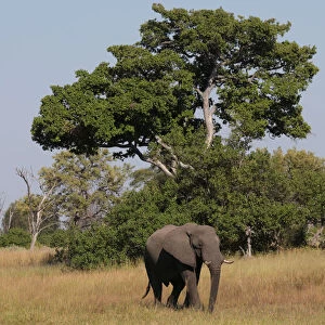 A young bull elephant is seen in the Okavango Delta
