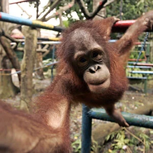A young orangutan plays at Jakartas Ragunan zoo