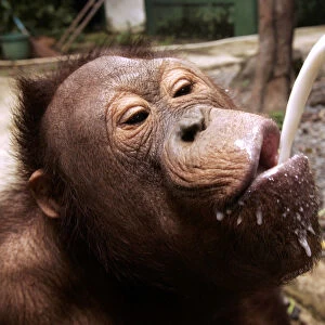 A young orangutan takes a sip of milk at Jakartas Ragunan zoo