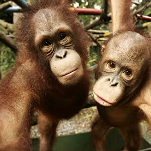 Two young orangutans play at Jakartas Ragunan zoo