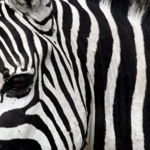 Zebra is seen in Masai Mara game reserve